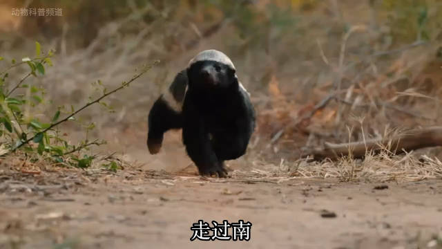 蜜獾最新视频，自然与野性的震撼探索